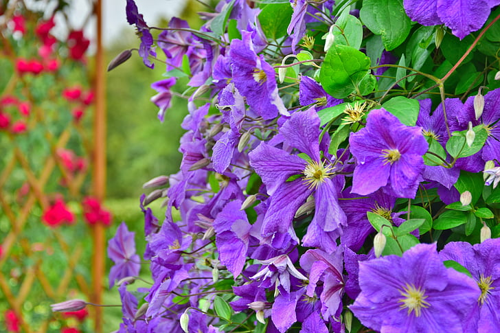 Záhrada, kvety, Violet, detailné, rastliny, vysoký dynamický rozsah, HDR