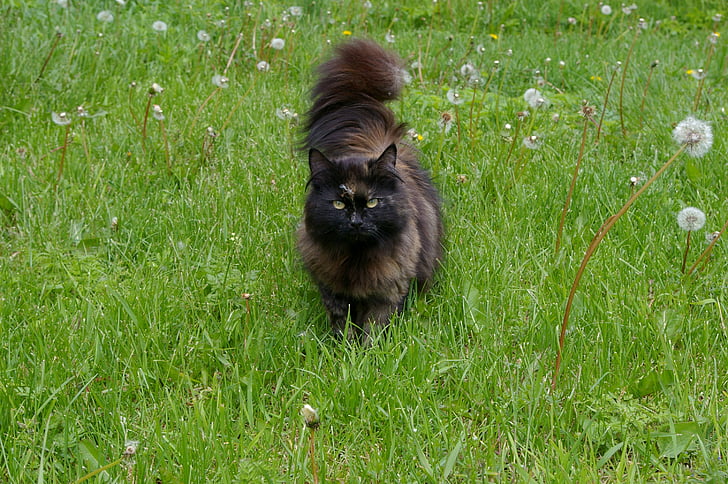 cat, long-haired, dandelions, tail