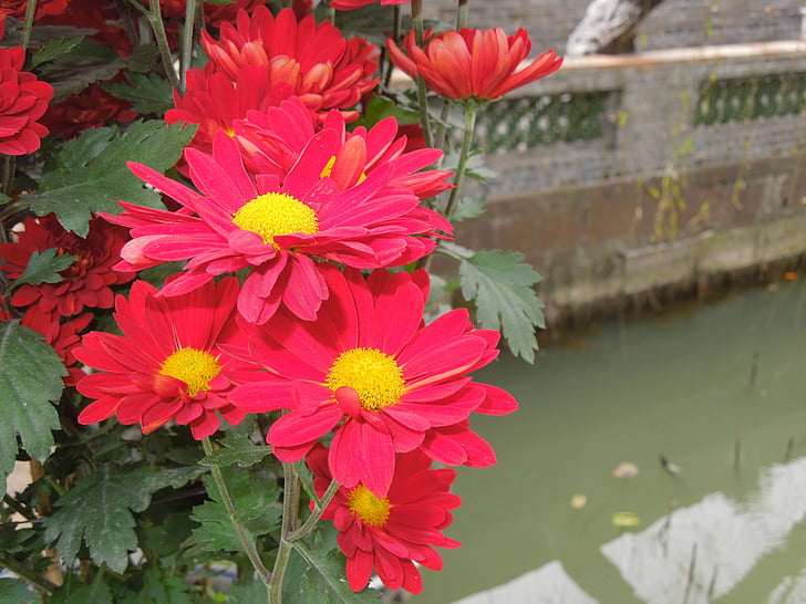 ดอกไม้, สวน gambhir, โรงงาน