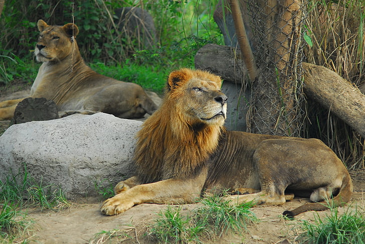 lejon, Ryan, djurens kung, djur i vilt, Lion - feline, Lioness, djur wildlife
