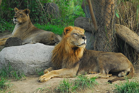 Leão, Ryan, Rei de animais, animais na selva, Leão - felina, Leoa, vida selvagem animal