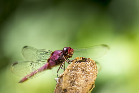 dragonfly, green, insect, pink, head, eyes, legs