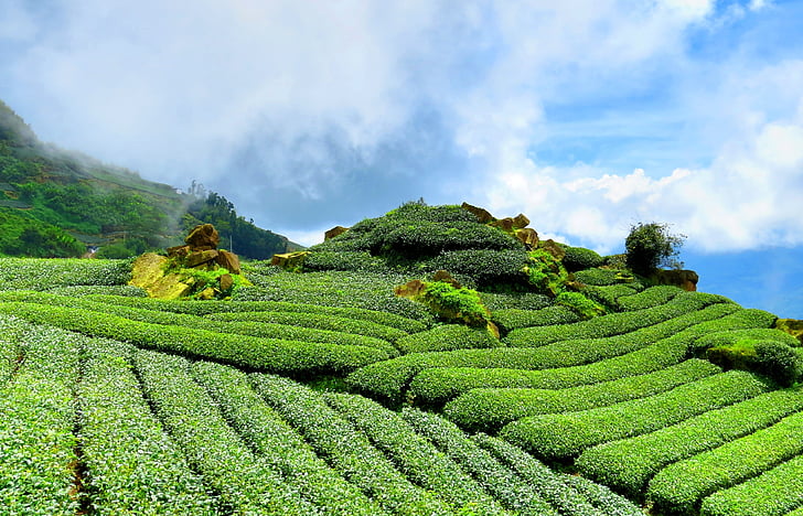 tea, hillside, sky, tea garden, green, rules, landscape