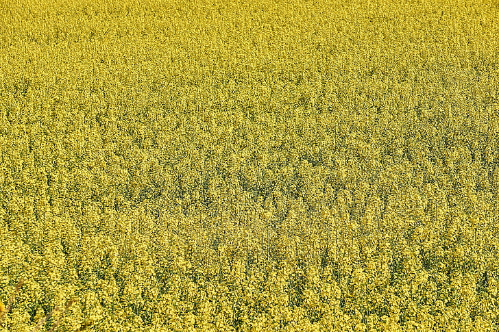 rapeseed, agriculture, field of rapeseed, yellow field, plant, summer, sun
