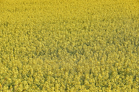 rapeseed, agriculture, field of rapeseed, yellow field, plant, summer, sun