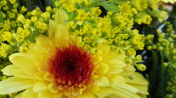 цвете, жълто, природата, Дейзи, венчелистче, Пролет, светлина