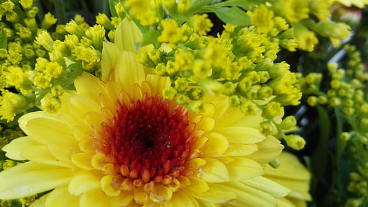 kwiat, żółty, Natura, Daisy, Płatek, wiosna, światło