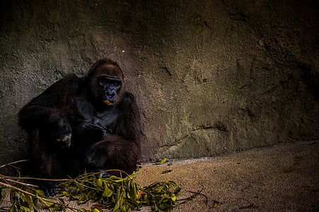 animal, animal photography, ape, gorilla, wild animal, wildlife, horror