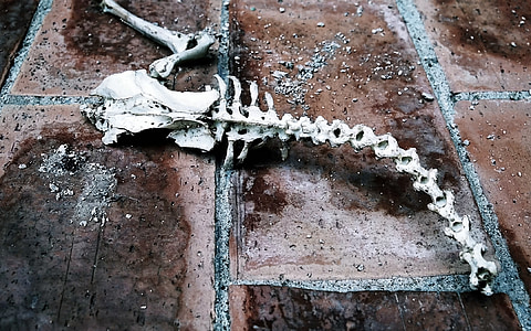 fossili, morte, animali, scienza, animale, scheletro, Museo