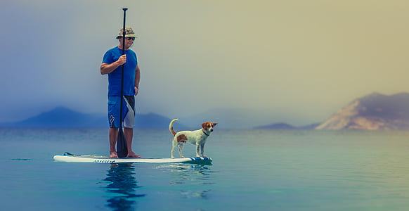 animal, praia, cão, homem, oceano, paddle, pessoa