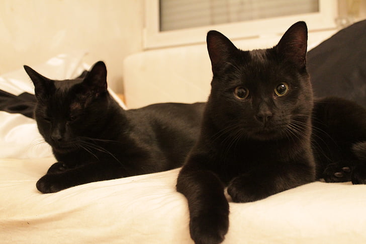 kucing hitam, bersantai, keprihatinan, hewan potret