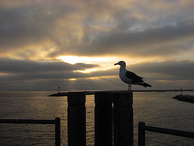 seagull, sunset, pier, boardwalk, sky, gull, dusk