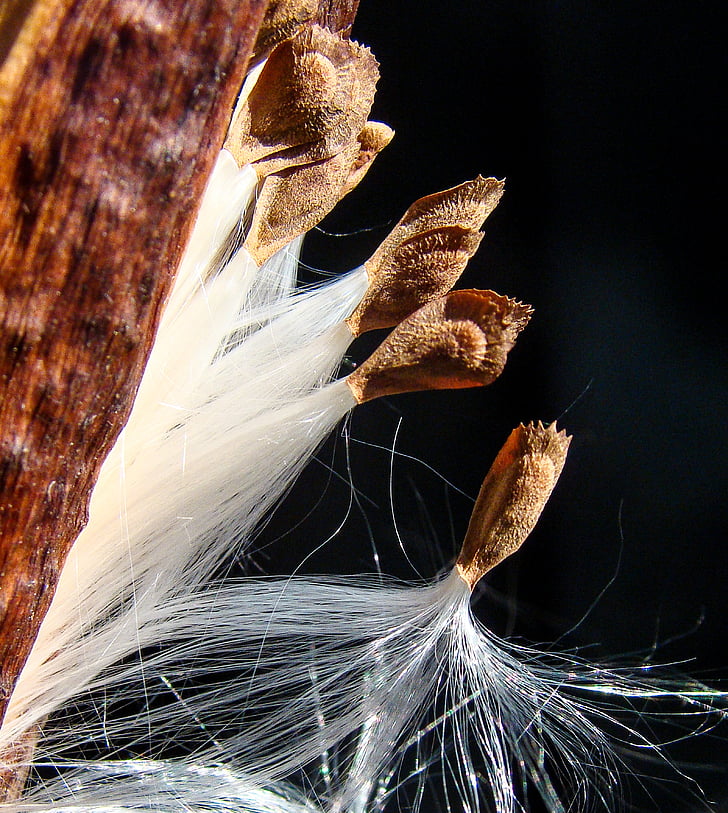 milkweed, spring, departure, start, seeds