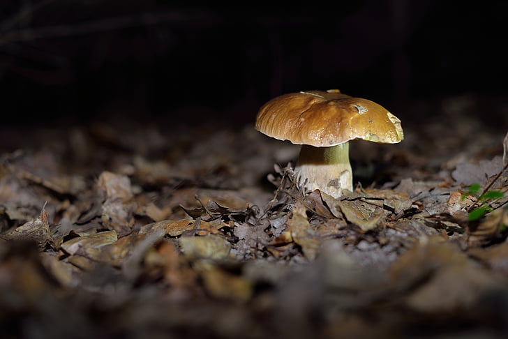 jamur, jamur, hutan jamur, hutan, musim gugur, alam, jamur
