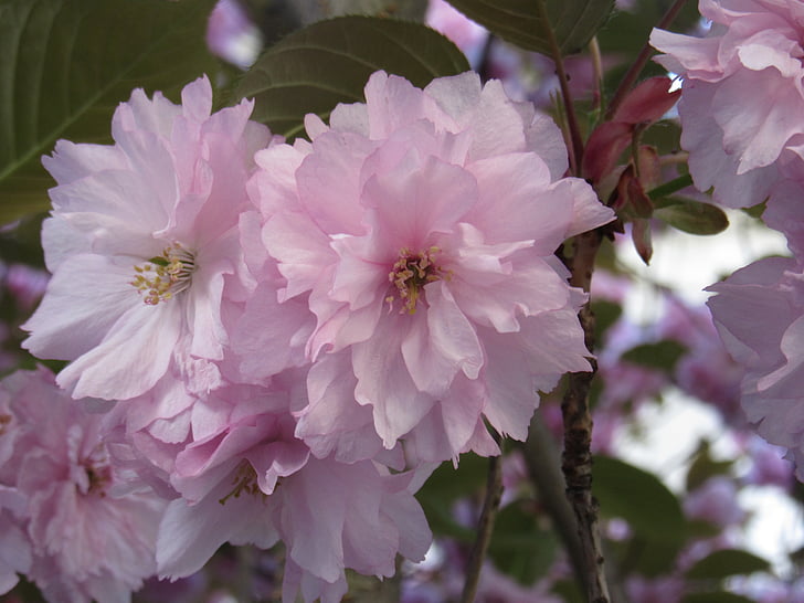 вишни в цвету., розовый, Весна, Блум, дерево, завод, Природа