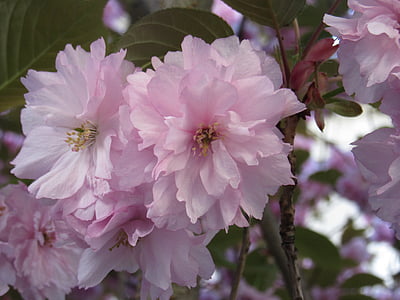 třešňový květ, růžová, jaro, Bloom, strom, závod, Příroda