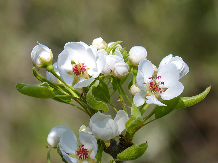λουλούδι, λουλουδένιο, οπωρωφόρο δέντρο, ανθισμένο κλαδί, άνθος, λευκό χρώμα, φύση