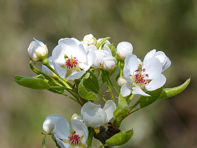 flor, florit, arbre fruiter, branca amb flors, flor, color blanc, natura