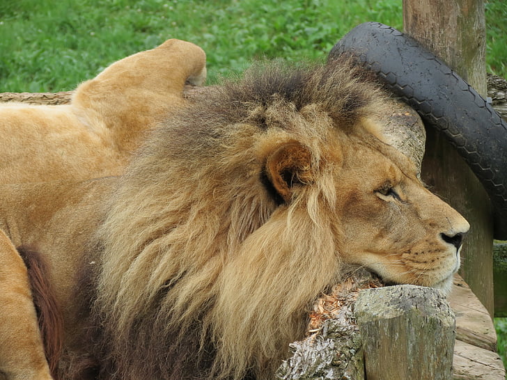 lion, feline, wild, africa, nature, predator, safari
