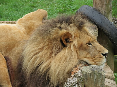 Liūtas, kačių, laukinių, Afrika, Gamta, plėšrūnas, Safari