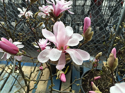 magnolijas, zieds, puķe, koks, rozā