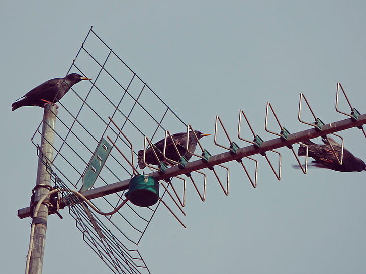 antene, ptice, letenje, škorca