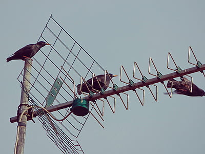 antenă, păsări, zbura, grauri
