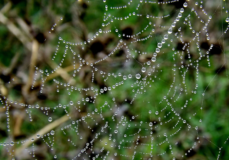 spider web, kaste, koht, tilk, vee tilgad, vihmapiisad, loodus