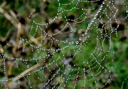 蜘蛛网, 露水, 地方, 下降, 水滴, 雨滴, 自然