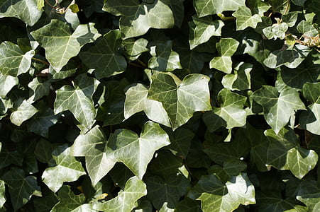 ivy, background, structure, texture, light, shadow, leaves