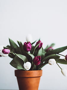 flor, olla, Tulipa, natura, RAM, decoració, planta
