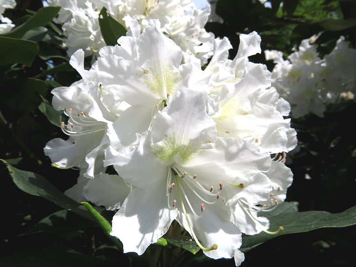Rhododendron, weiß, Blüte, Bloom, Natur, Frühling, Anlage