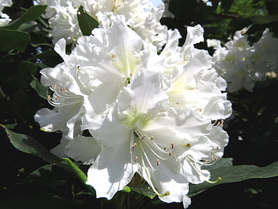 Rhododendron, fehér, Blossom, Bloom, természet, tavaszi, növény