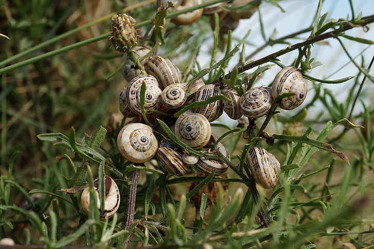 snails, shell, group