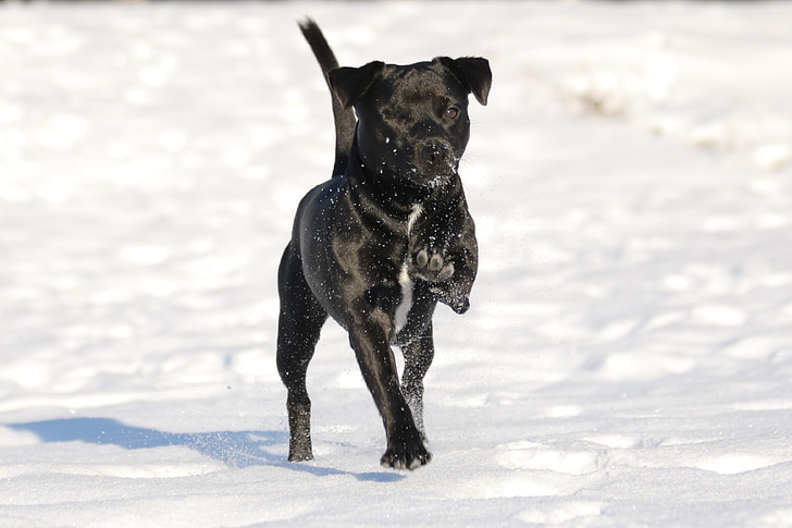 dog, patterdale terrier, terrier, black, winter
