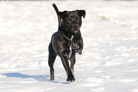 hund, Patterdale terrier, Terrier, sort, vinter