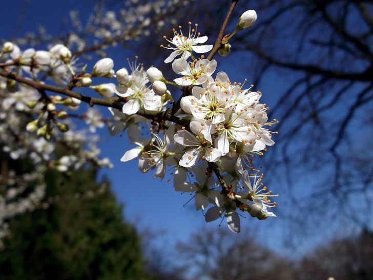 flowers, spring, white
