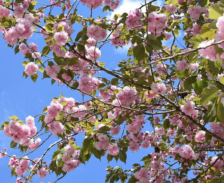 日本樱花, 日本樱桃树, 树, 植物, 自然, 花, 开花