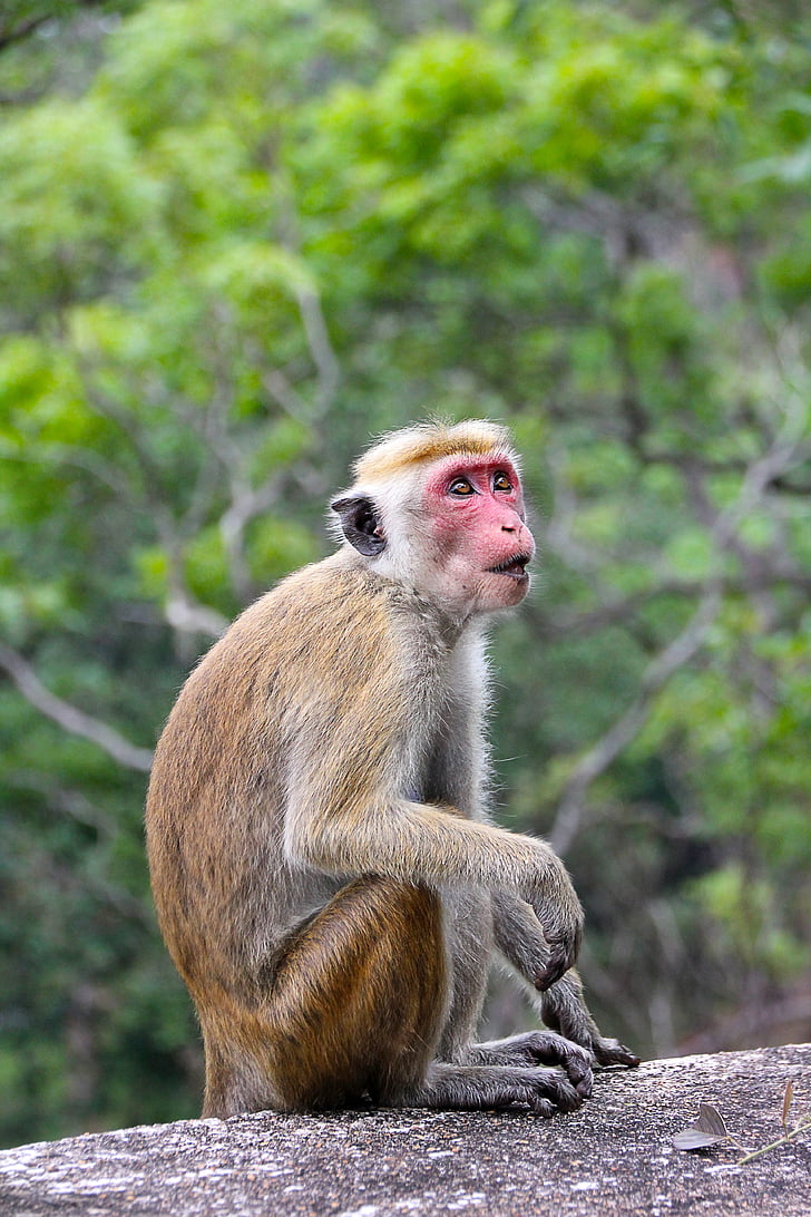 monyet, makake, Sri lanka, Manis, Manis, hewan, fotografi satwa liar