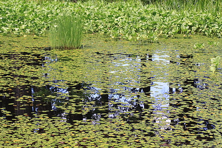 permukaan air, waterweed, gambar nyata, gambar virtual, tenang, aroma, berpikir tentang