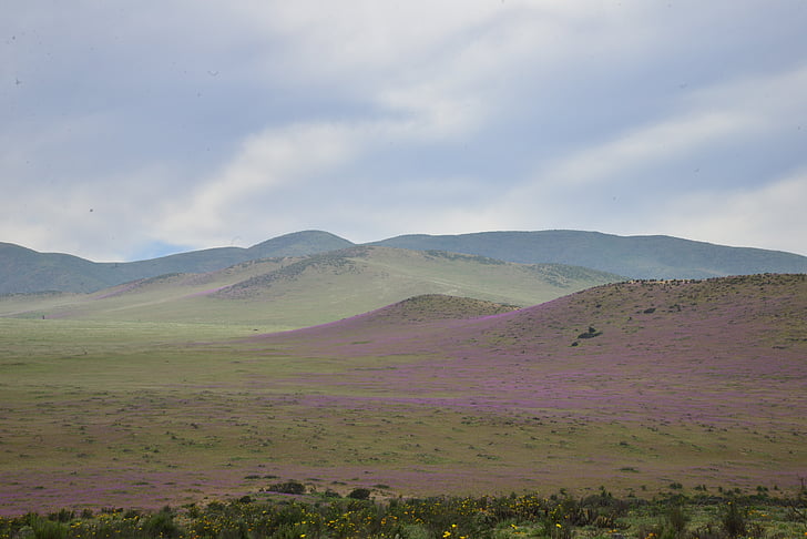 hills, flowering desert, flowers, purple, flower, desert, nature