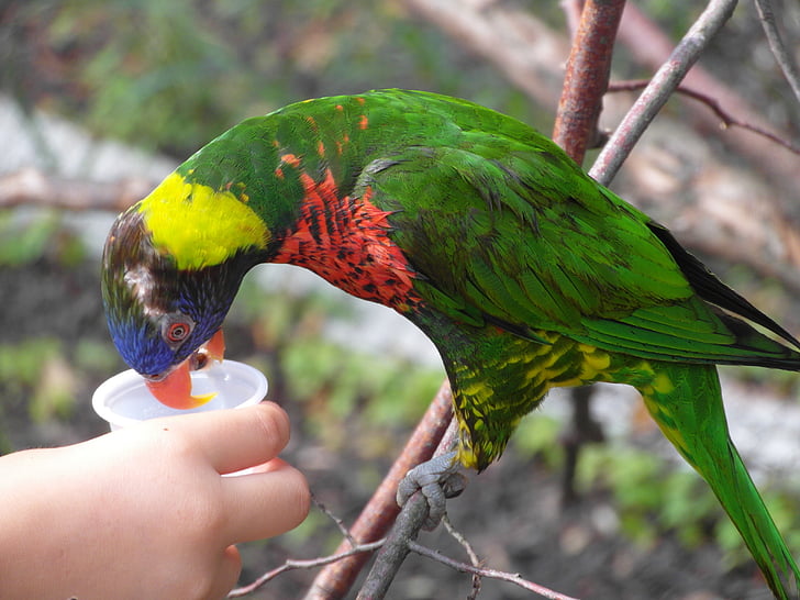 pájaro, de la alimentación, Loro, pluma