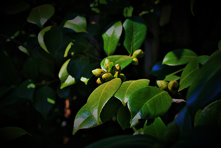 japonica buds, tree, japonica, flower, buds, green, leaves