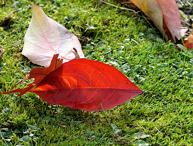 efterår blade, ark, efterår, rød, blade, græs
