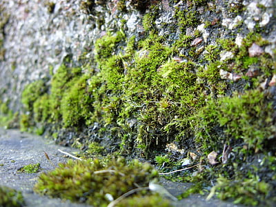 Moss, mos, voksende, plante, grøn, sten væg, tekstur
