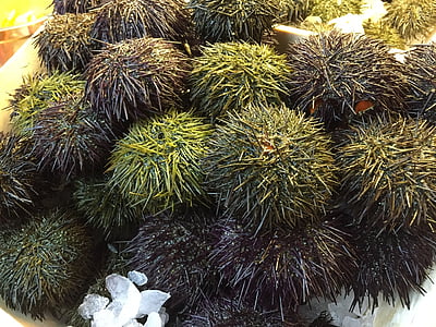sea ​​urchin, sea ​​urchins, sea, fresh seafood, seafood, echinoidea, echinoderm