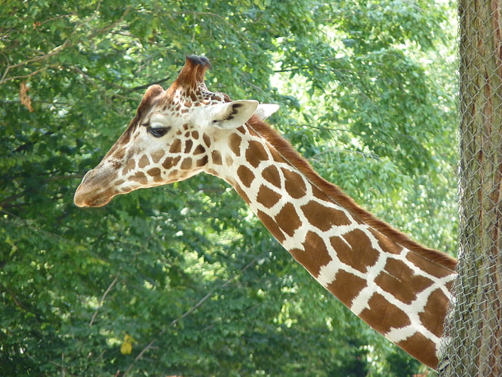 giraff, hals, djur