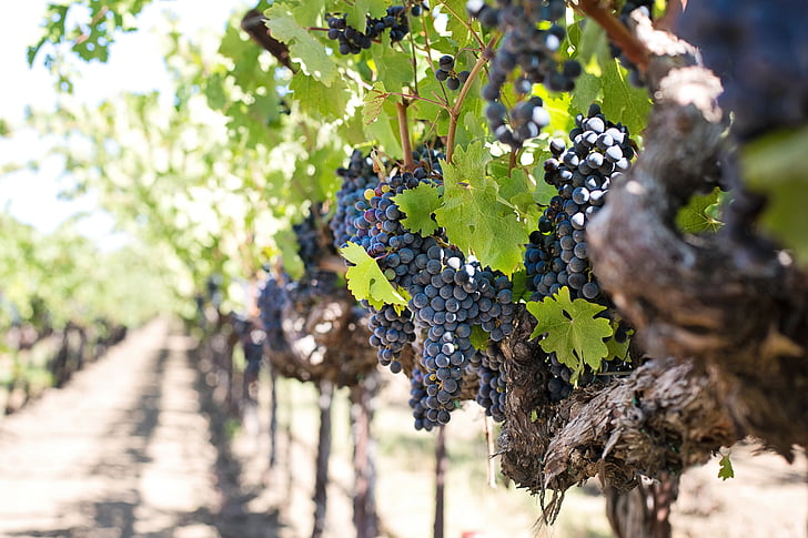 vynuogės, vyninės vynuogės, raudonos vynuogės, Napos, vynas, vaisių, vynuogių