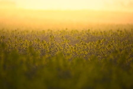 oilseed rape, field, yellow, landscape, nature, field of rapeseeds, rapeseed oil