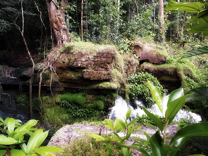 Jungle, Brésil, plantes, nature, eau, chute d’eau